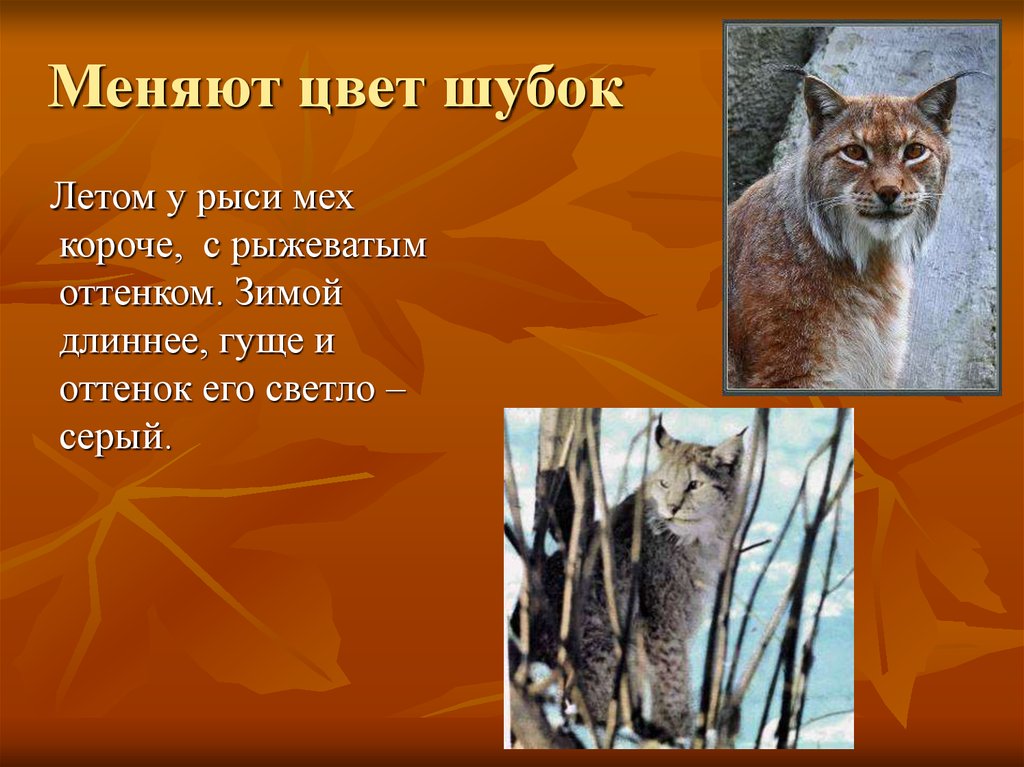 Меняют цвет шубок