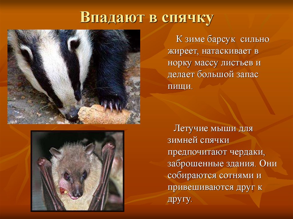 Впадают в спячку