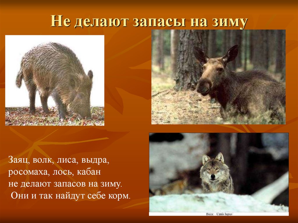 Впадают в спячку