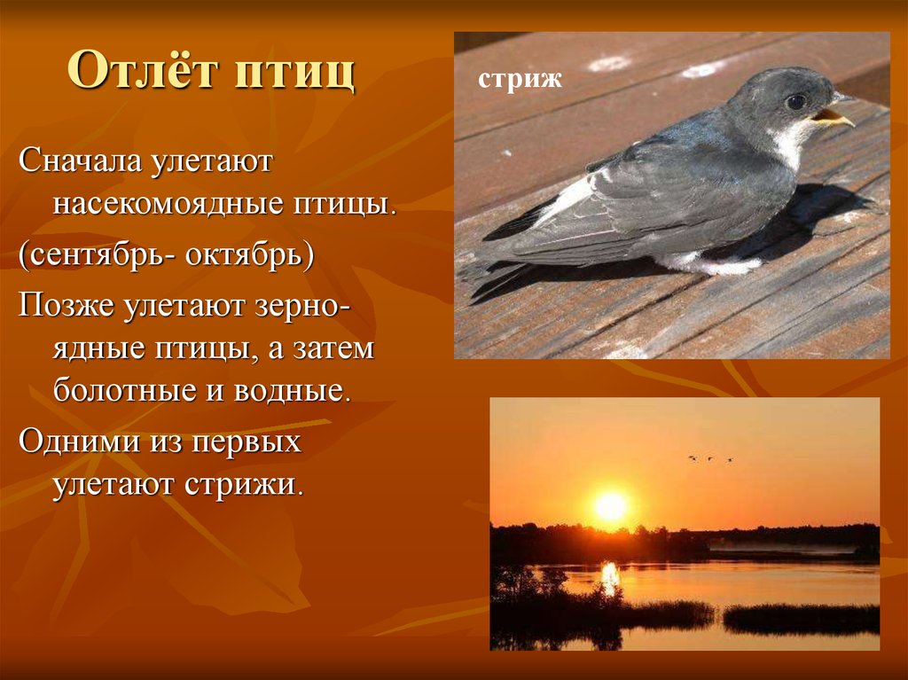 Птицы готовятся к зиме