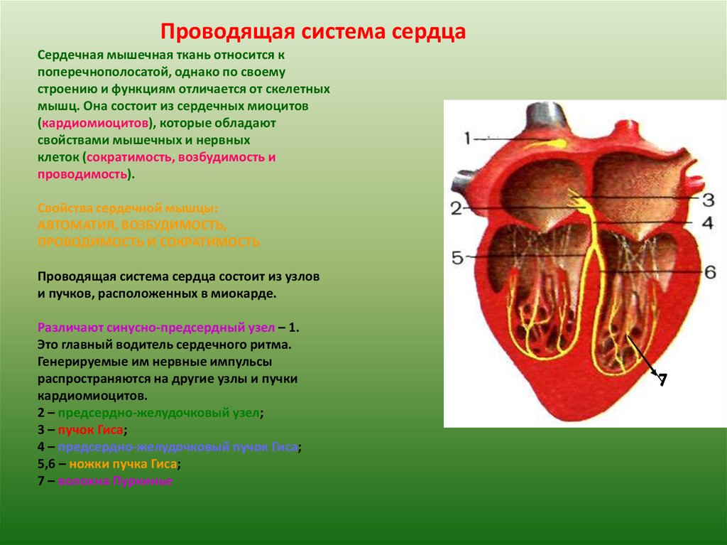Сердечная стенка образована какой тканью. Строение миокарда, Проводящая система сердца. Проводящая система сердца образована тканью. Структуры проводящей системы сердца анатомия. К проводящей системе сердца относятся.