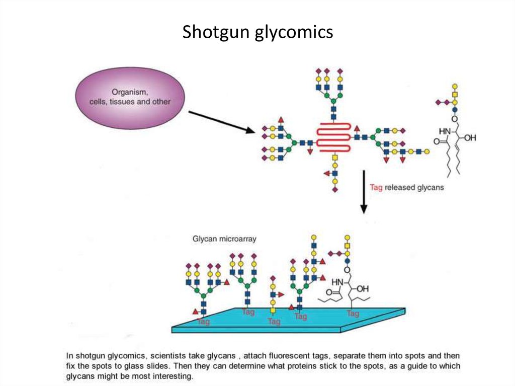 Shotgun glycomics