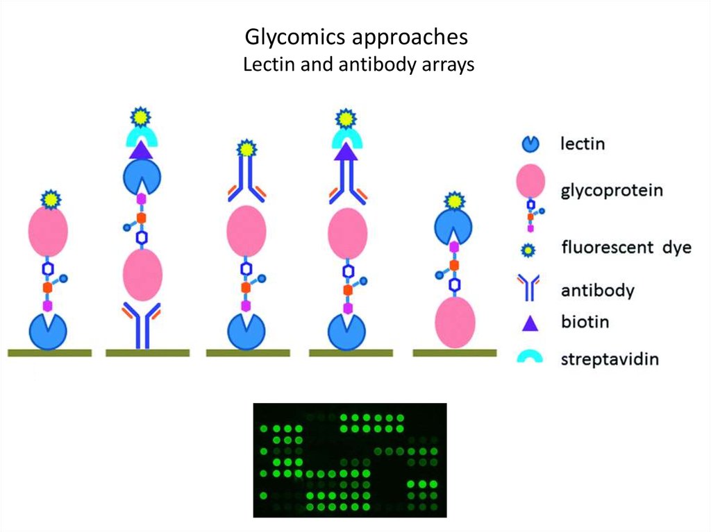 Glycomics approaches Lectin and antibody arrays