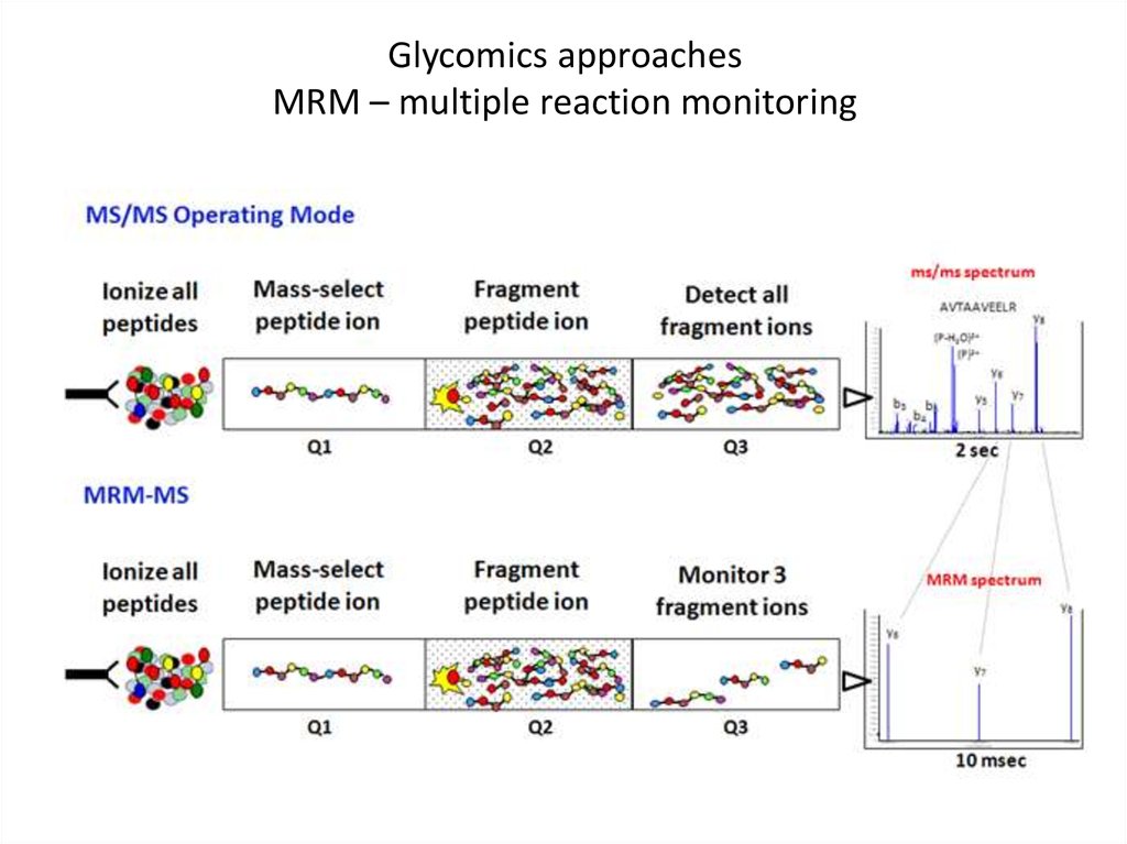 Glycomics approaches MRM – multiple reaction monitoring