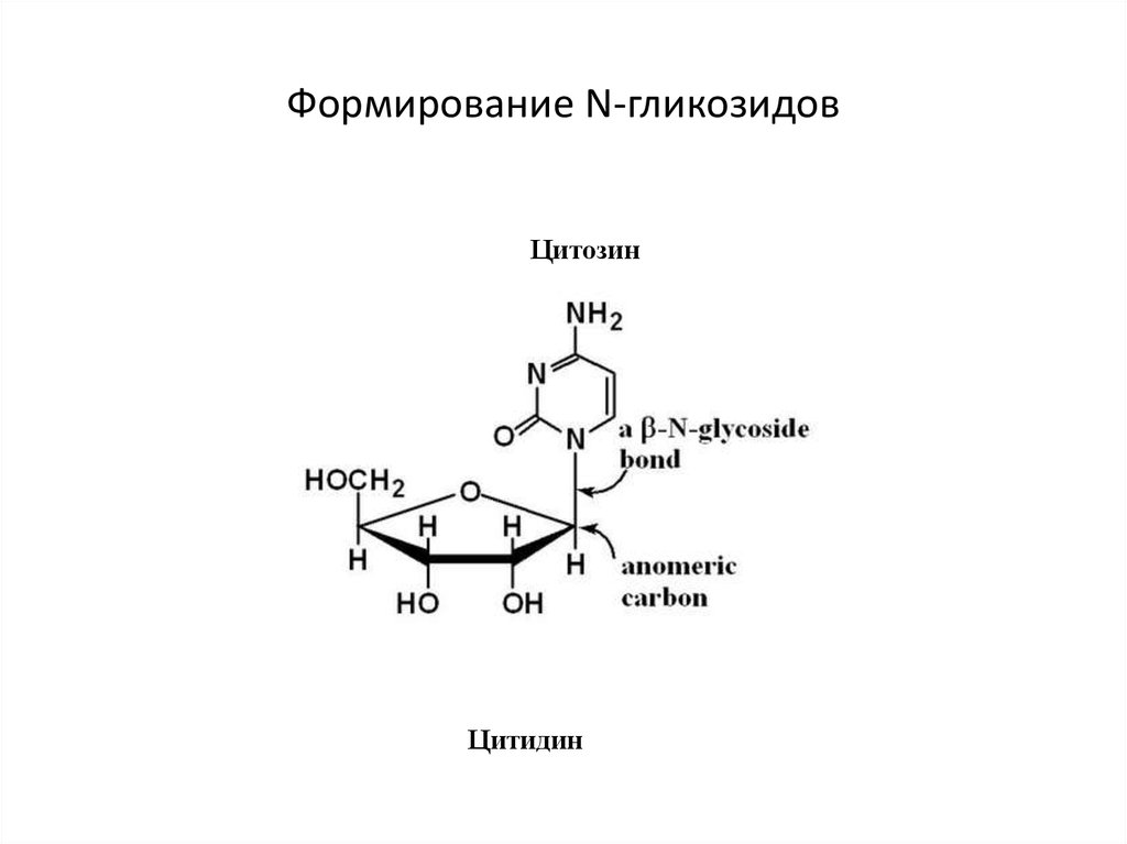 Схема образования цитидина