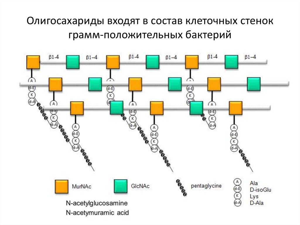Олигосахариды входят в состав клеточных стенок грамм-положительных бактерий