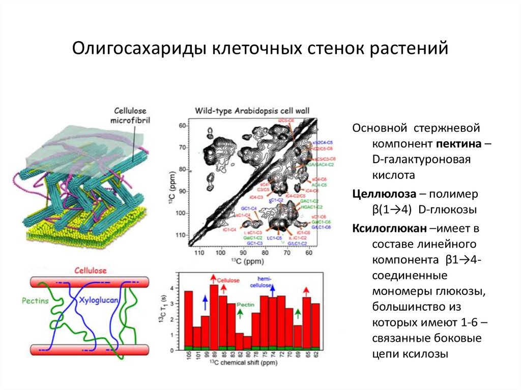 Клеточная стенка таблица