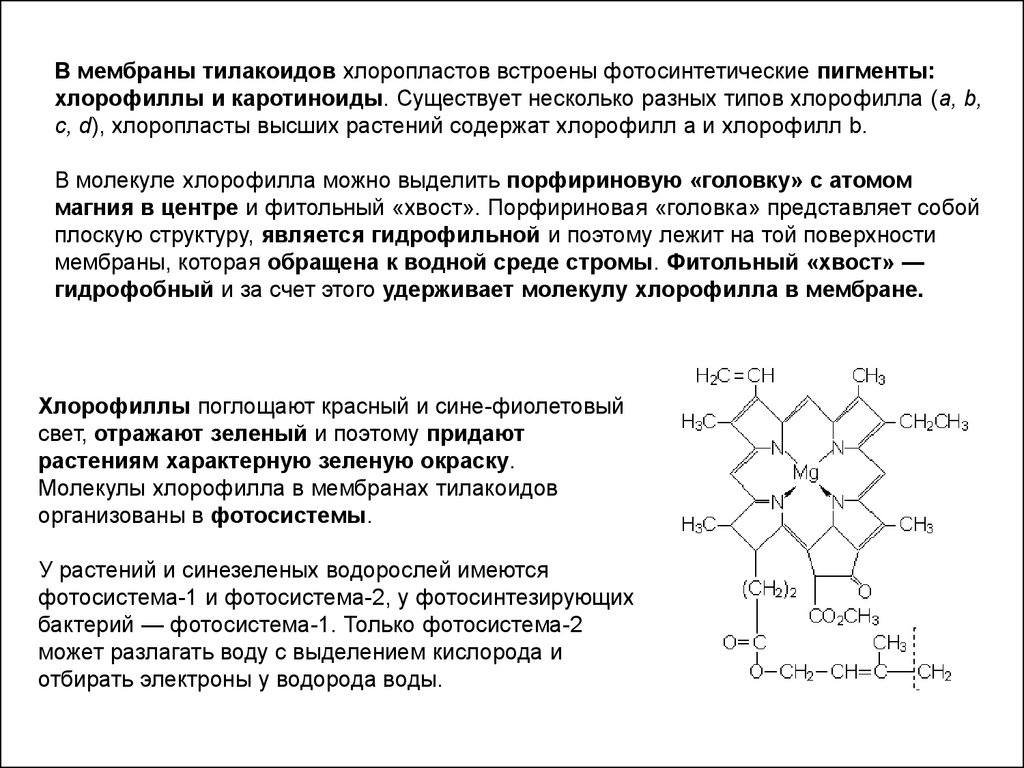 Хлорофилл и каротиноиды