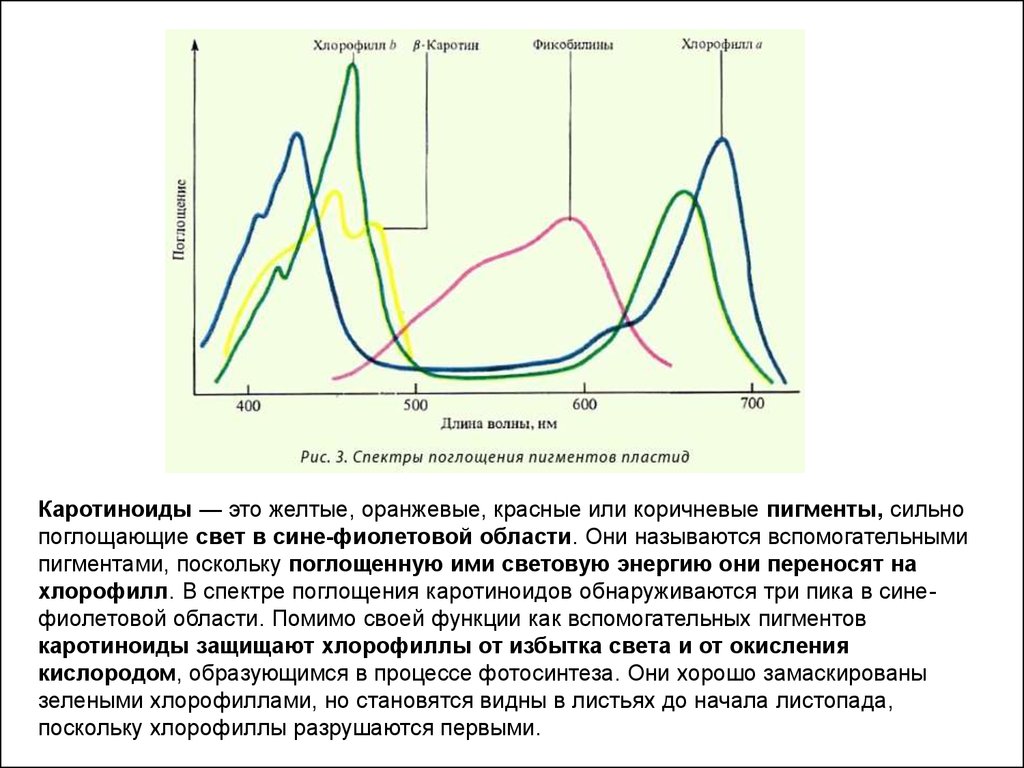 Хлорофиллы поглощают свет