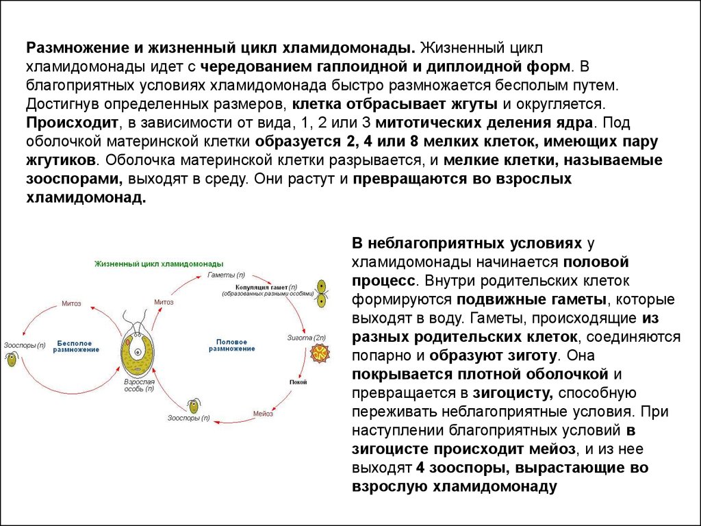 Жизненный цикл хламидомонады. Жизненный цикл хламидомонады ЕГЭ. Цикл развития хламидомонады схема. Жизненный цикл хламидомонады ЕГЭ схема. Диплоидная стадия жизненного цикла хламидомонады.