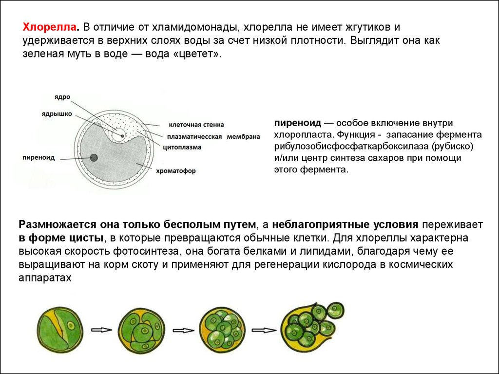 В каких биотехнологиях используют одноклеточные водоросли. Функции выполняются разными структурами клетки хлореллы. Особенности строения клетки хлорелла. Хлорелла строение и функции органоидов. Компоненты клетки хлореллы.