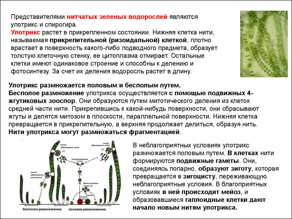 Размножение водорослей улотрикс. Жизненный цикл зеленых водорослей улотрикс. Нитчатый таллом улотрикса. Строение спирогиры и улотрикса. Жизненный цикл Ulothrix.