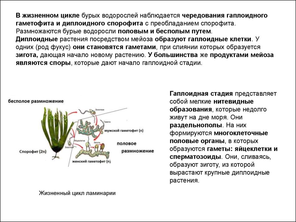 Чем представлен гаметофит и спорофит у водорослей. В жизненном цикле преобладает спорофит водоросли. Жизненный цикл бурых водорослей схема. Особенности жизненного цикла водорослей таблица. В жизненном цикле преобладает спорофит у ламинарии.