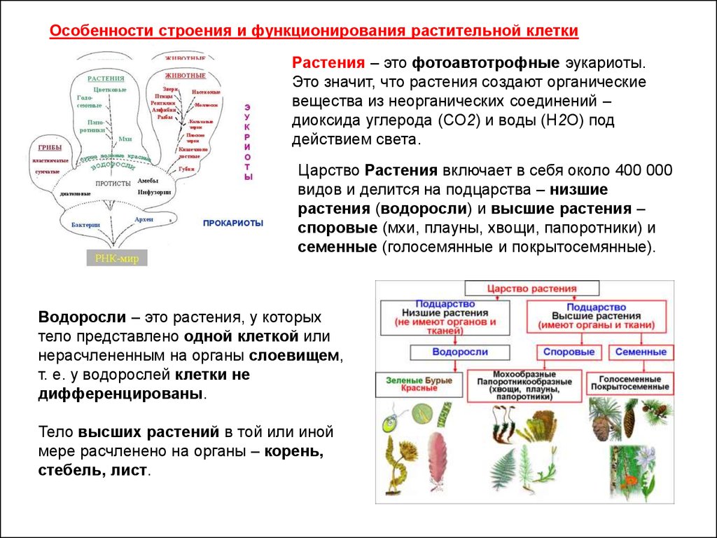 Органические вещества растительной клетки. Особенности строения эукариот. Особенности жизнедеятельности прокариот и эукариот. Классификация клеток эукариот. Строение эукариот растения.