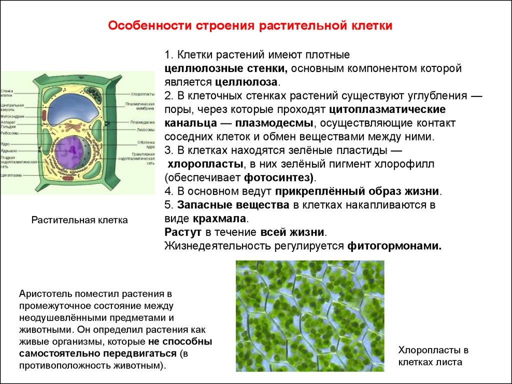 Роль главных клеток