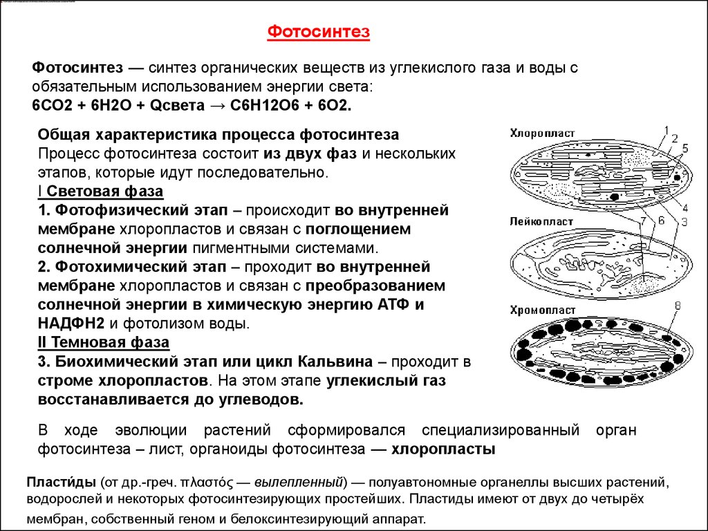 Споры у эукариот