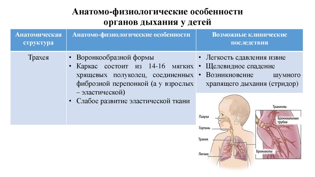 Возраст анатомо физиологические. Афо дыхательной системы новорожденного. Афо системы дыхания у детей. Характеристика Афо органов дыхания. Анатомо физиологические характеристики трахеи.
