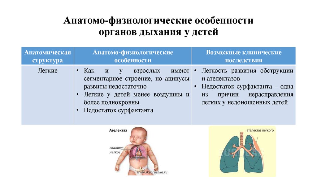 Физиологические изменения в легких. Анатомо-физиологические особенности органов дыхания новорожденного. Афо дыхательной системы новорожденного. Особенность строения органов дыхания у детей раннего возраста. Признаки Афо органов дыхания у детей.