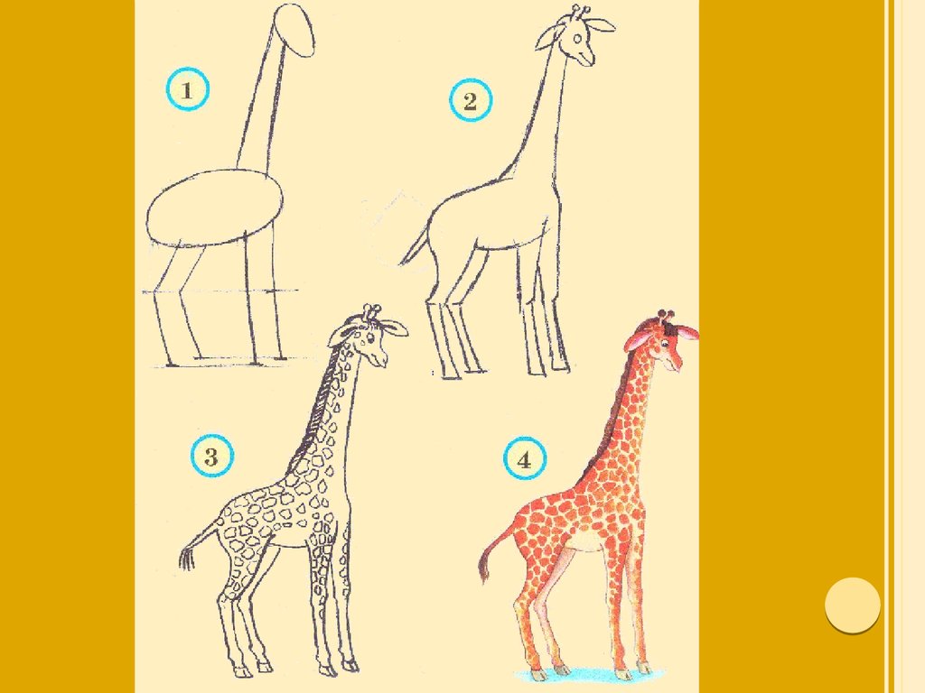 Жираф поэтапно для детей. Рисование Жираф старшая группа. Рисование жирафа в старшей группе. Рисование жирафа в подготовительной группе. Жирафа по рисованию в ДОУ.