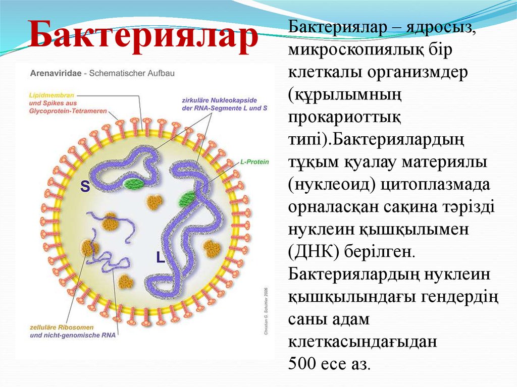 Бактериялардың маңызы презентация