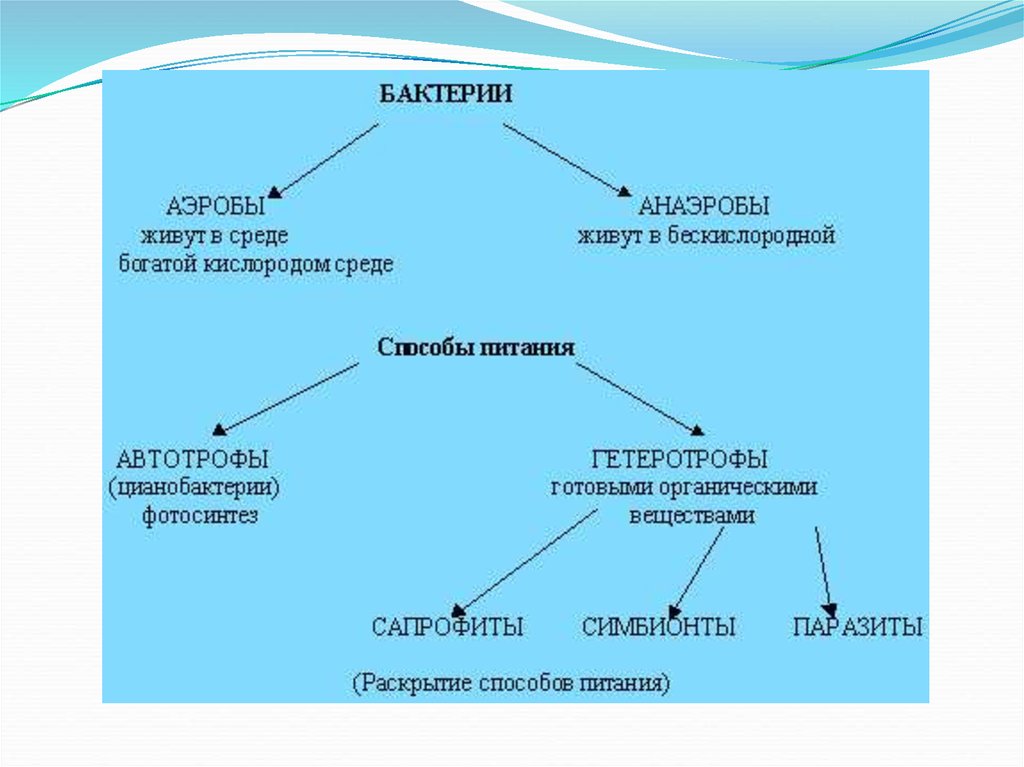 В бескислородных условиях живет