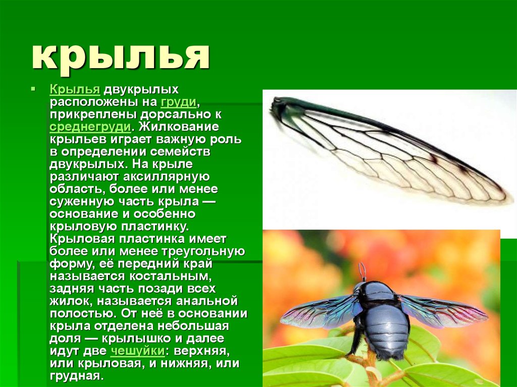 Семейство насекомых отряда двукрылых. Отряд Двукрылые. Жужжальца у двукрылых. Двукрылые Крылья. Жужжальца у двукрылых насекомых это.