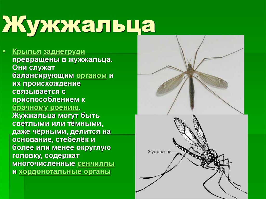 Сколько крыльев. Жужжальца у двукрылых. Жужжальца у двукрылых функции. Жужжальца у двукрылых насекомых это. Комар долгоножка жужжальца.