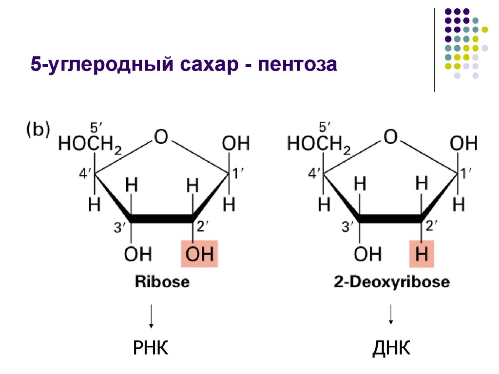 Рибоза глюкоза дезоксирибоза. Пентоза структурная формула. Дезоксирибоза структурная формула. Пентоза РНК. Рибоза и дезоксирибоза формулы.