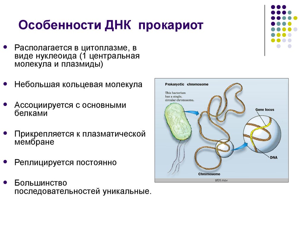 Кольцевая 4 хромосома. Плазмида в прокариотической клетке. Кольцевая молекула ДНК прокариот функции. Форма молекул ДНК У эукариот. Особенности строения ДНК прокариот.
