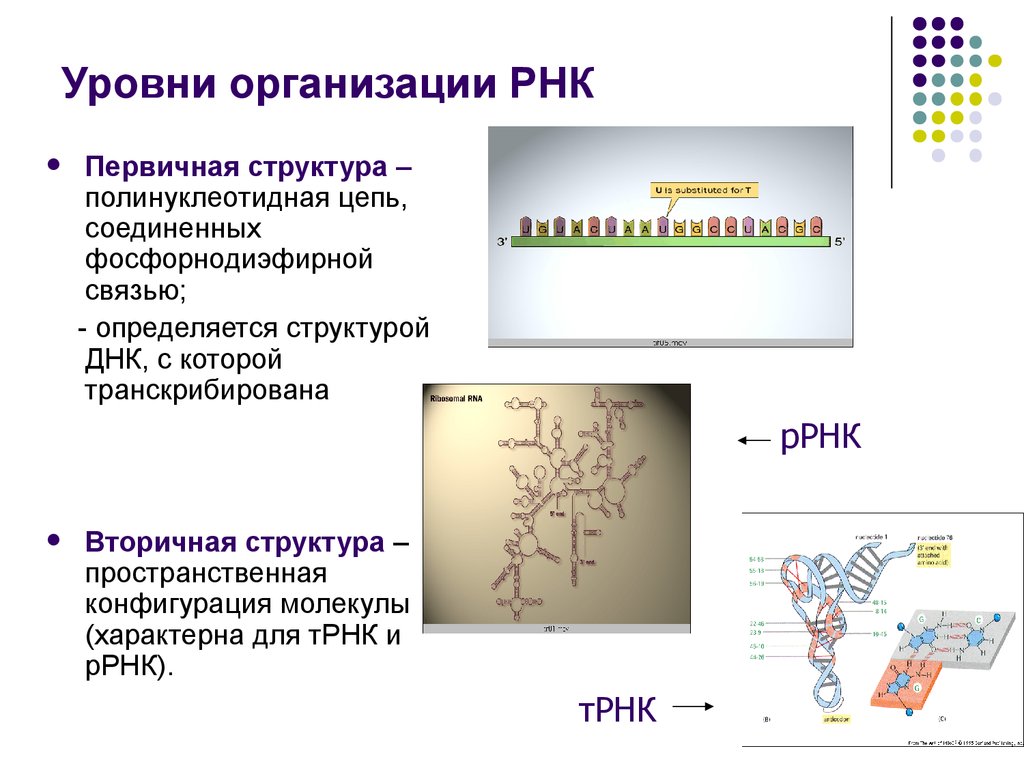 Полинуклеотидная рнк. Структуры РНК первичная вторичная и третичная. Структурная организация молекулы РНК. Структура полинуклеотидной цепи РНК. Первичная структура РНК типы РНК.
