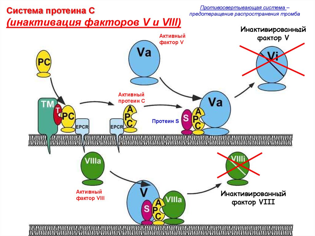 Активный фактор. Система протеина с. Активность системы протеина с. Фактор VIII. Система сывороточных белков.