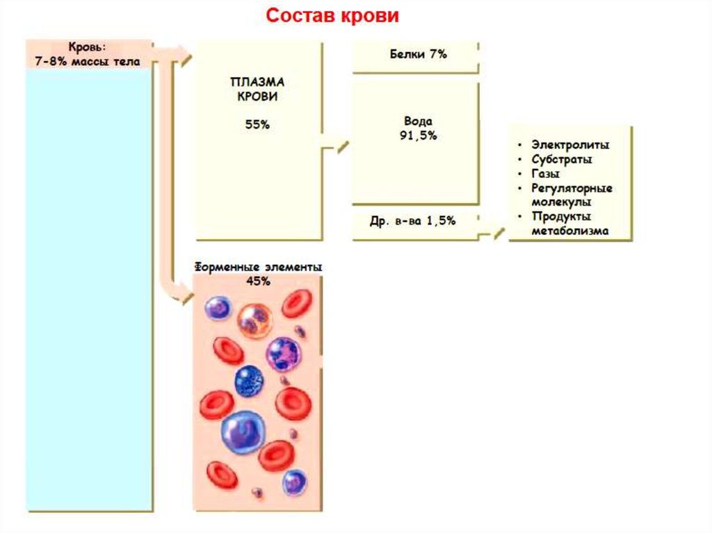 Состав и функции крови презентация. Функции крови для детей. Кровь функции крови. Функции крови 8 класс.