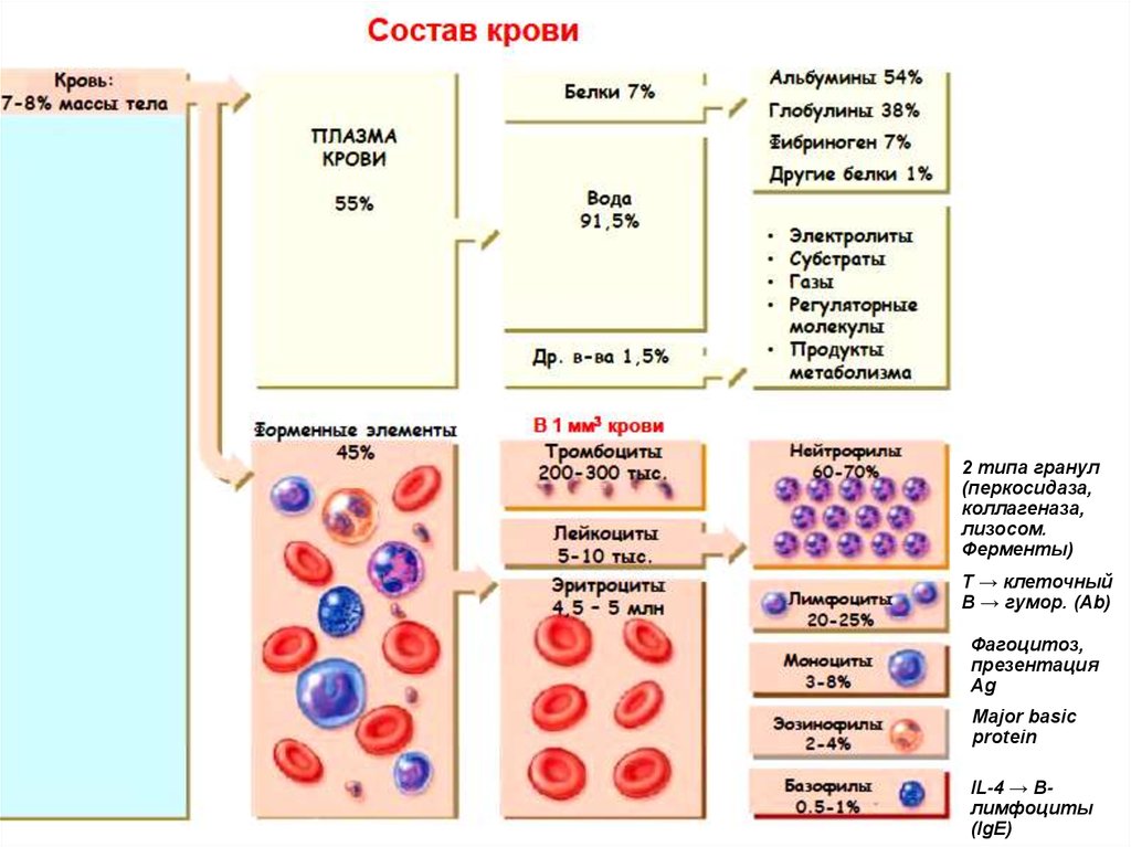 Схема клеток крови. Характеристика состава крови. Состав крови таблица. Состав крови схема. Состав крови функции клеток крови.