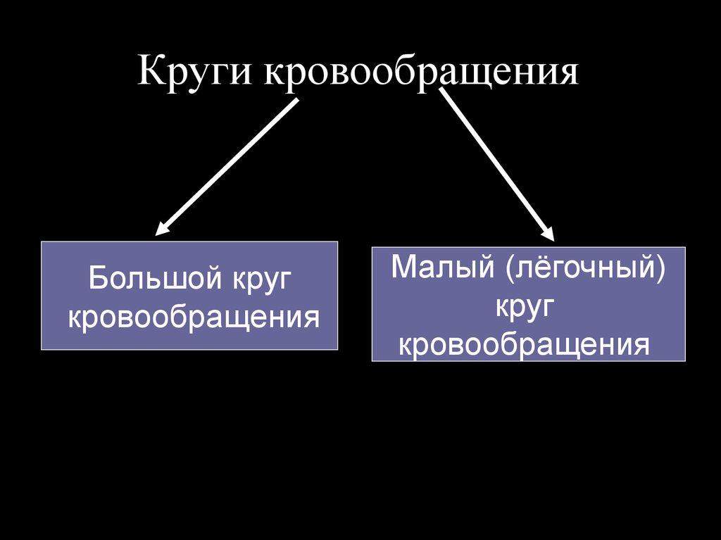 Тренируем сердце 5 класс обж презентация