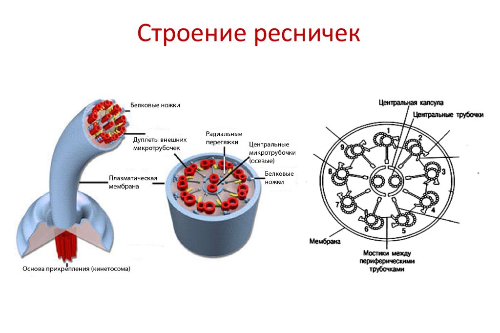 Функция жгутиков и ресничек. Строение ресничек и жгутиков эукариотических клеток. Строение жгутиков и ресничек эукариот. Строение аксонемы жгутика.