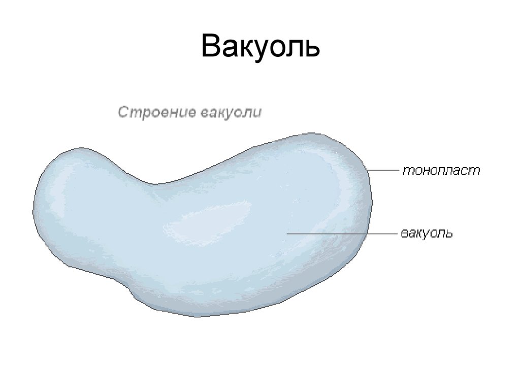 Вакуоль строение. Строение вакуоли в клетке. Схема строения вакуоли. Вакуоль растительной клетки строение. Тонопласт вакуолей.