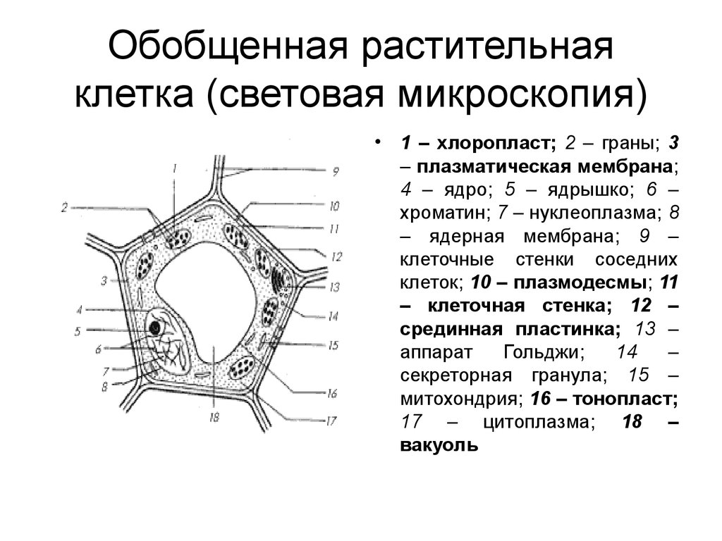 Перечислите растительные клетки