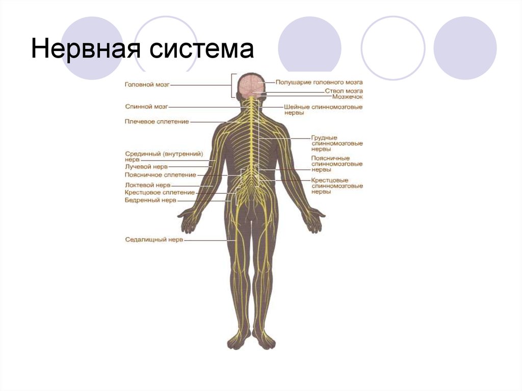 Нервы в организме человека фото с описанием