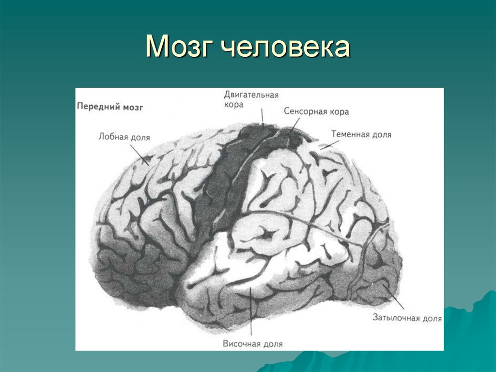 Презентация на тему мозг человека