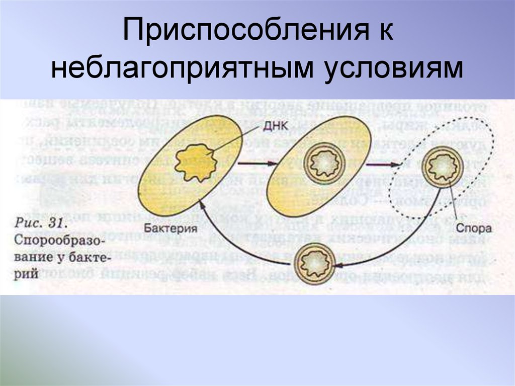 Приспособление к неблагоприятным условиям