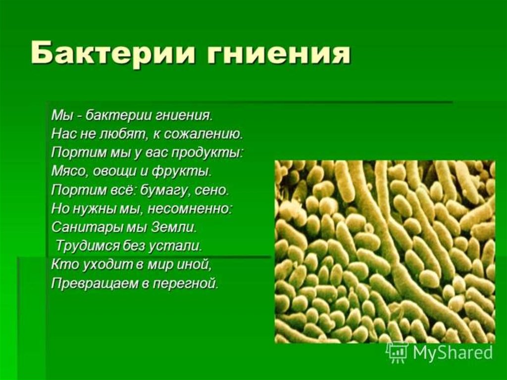 Доклад на тему значение. Гнилостные бактерии 5 класс биология. Бактерии гниения презентация. Бактерии разложения и гниения.