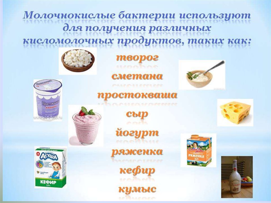 Что из перечисленного можно использовать. Бактерии в кисломолочных продуктах. Микроорганизмы в кисломолочных продуктах. С помощью молочнокислых бактерий производятся. Кисломолочная продукция с бактериями.