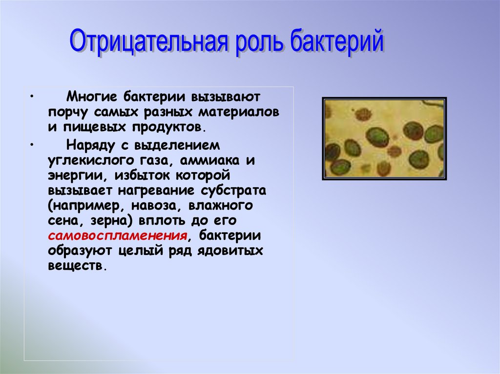 Каким образом бактерии. Бактерии вызывающие порчу продуктов. Микроорганизмы вызывающие порчу продуктов зерна. Микробы вызывающие порчу зерновых продуктов. Многие бактерии имеют.