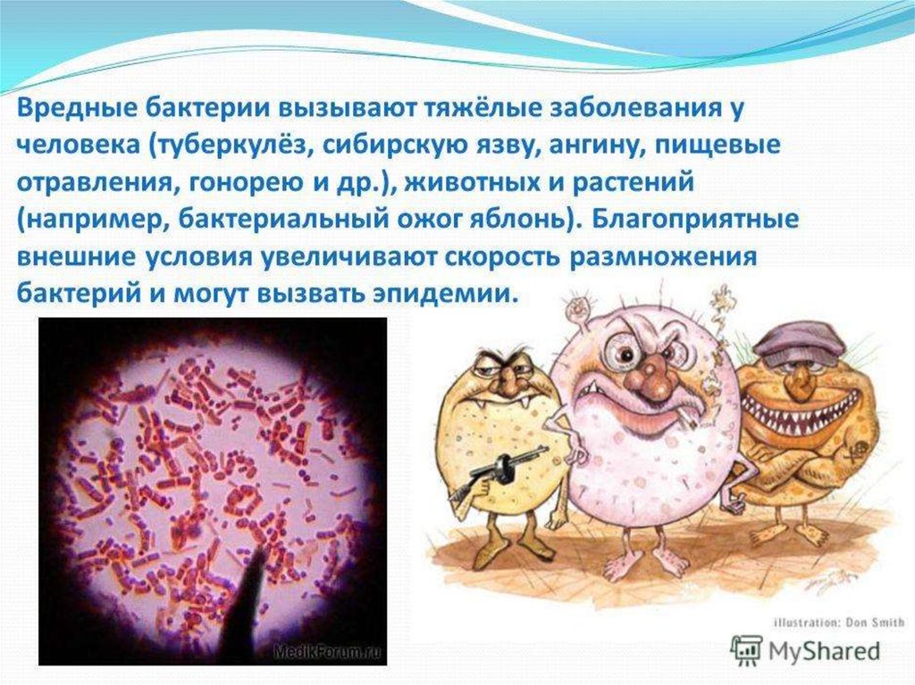 Полезные и вредные бактерии презентация