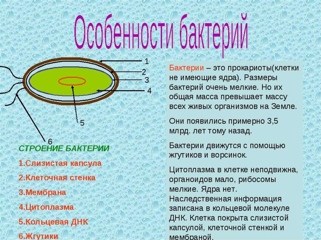 Сообщение по биологии 5 класс. Особенности строения клетки бактерии. Особенности строения и жизнедеятельности бактериальной клетки. Каковы особенности строения клеток бактерий. Особенности строения бактериальной клетки.