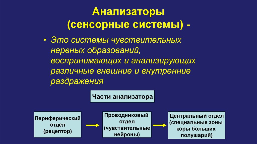 Анализаторы человека