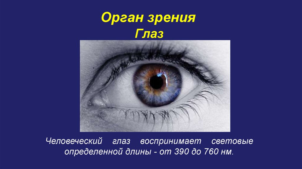 Орган зрения картинки. Органы чувств зрение. Человеческий глаз воспринимает от 390 до 760 н. Что воспринимает световое изображение прошедшее через зрачок