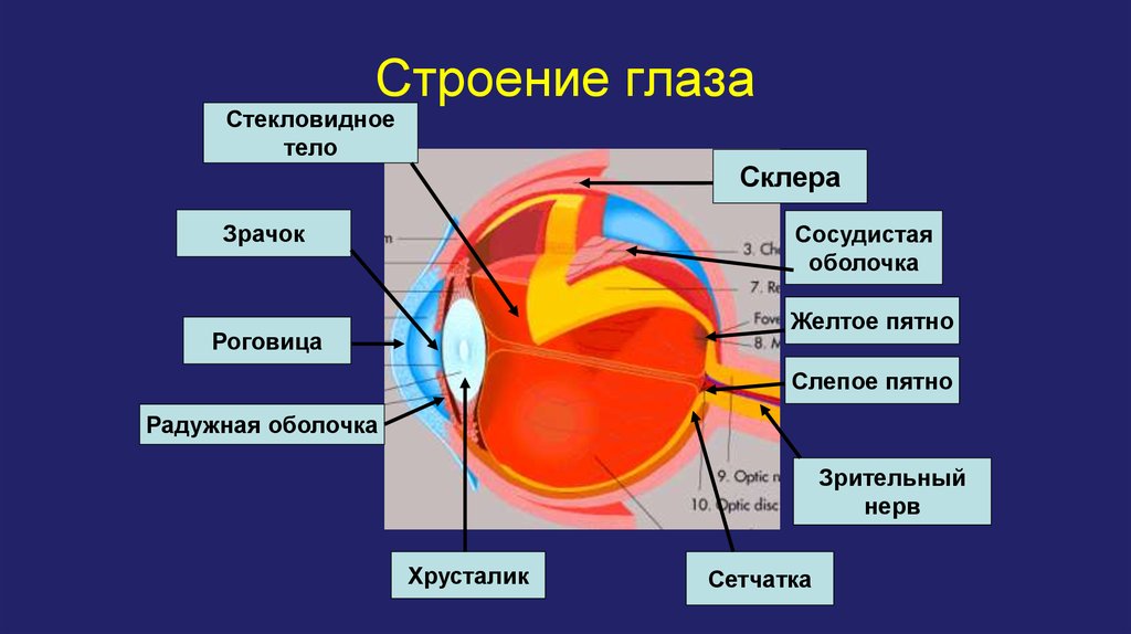 Выполняемая функция сосудистой оболочки