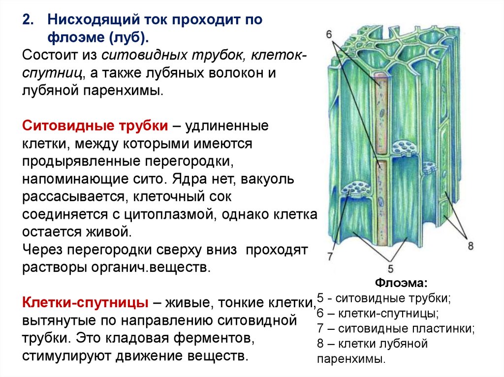 Характеристика флоэмы и ксилемы. Проводящие ткани ситовидные трубки флоэма. Ситовидные клетки флоэмы строение. Проводящие ткани растений флоэма. Функции ситовидных трубок стебля.