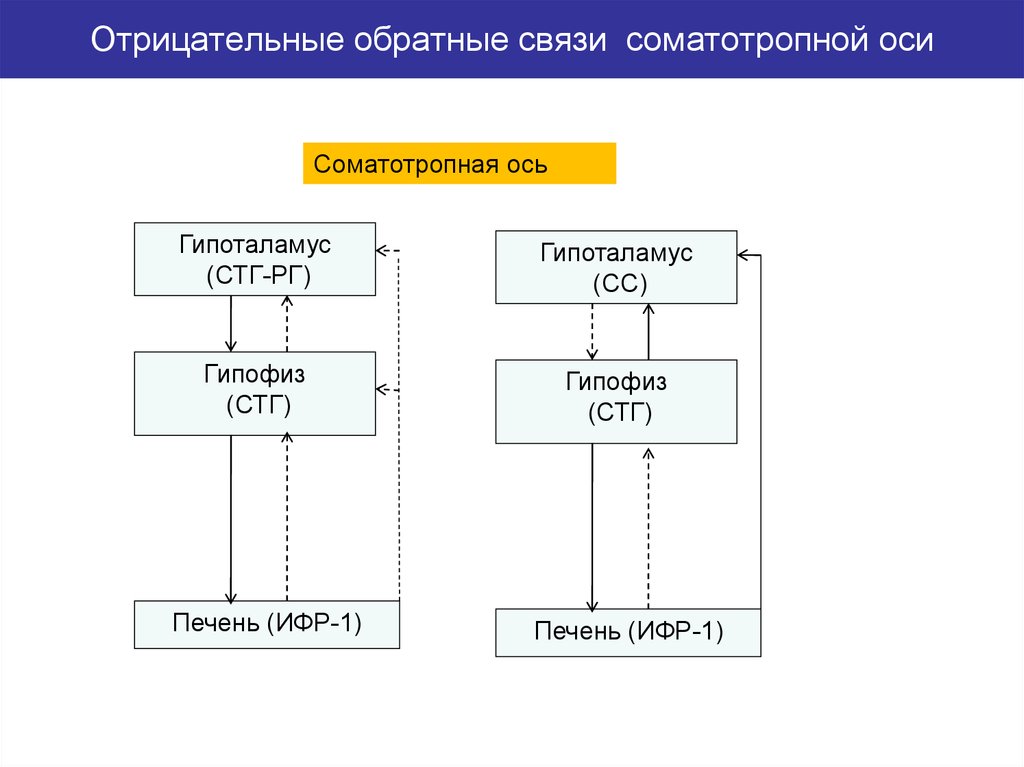 Отрицательная обратная связь это. Соматотропная ось. Что относится к соматотропной оси.